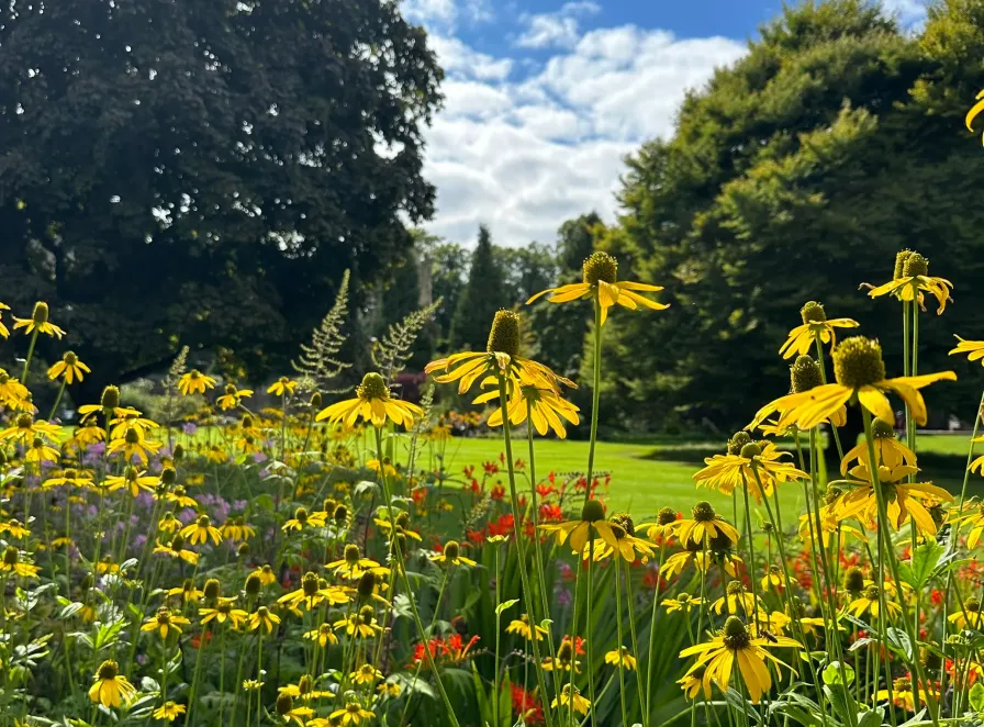 Garden border filled with yellow and red flowers