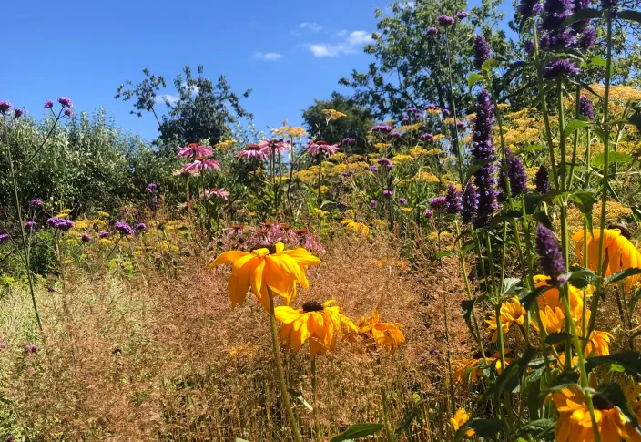 Planting close-up of Rudbeckias, grasses and other flowers 