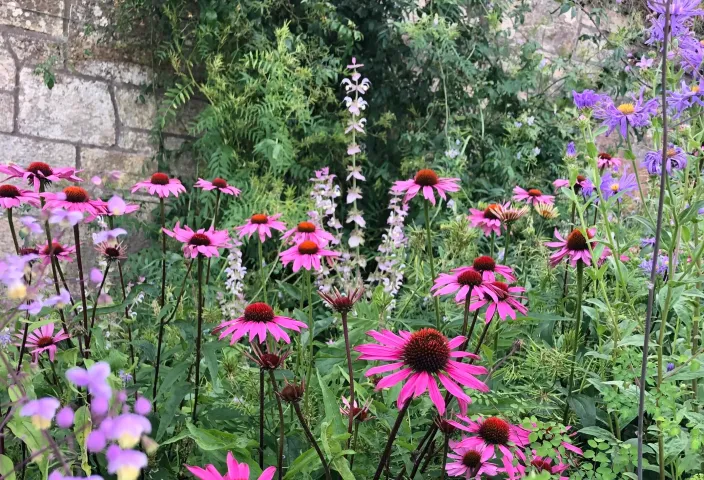 Planting close-up of Echinacea flowers