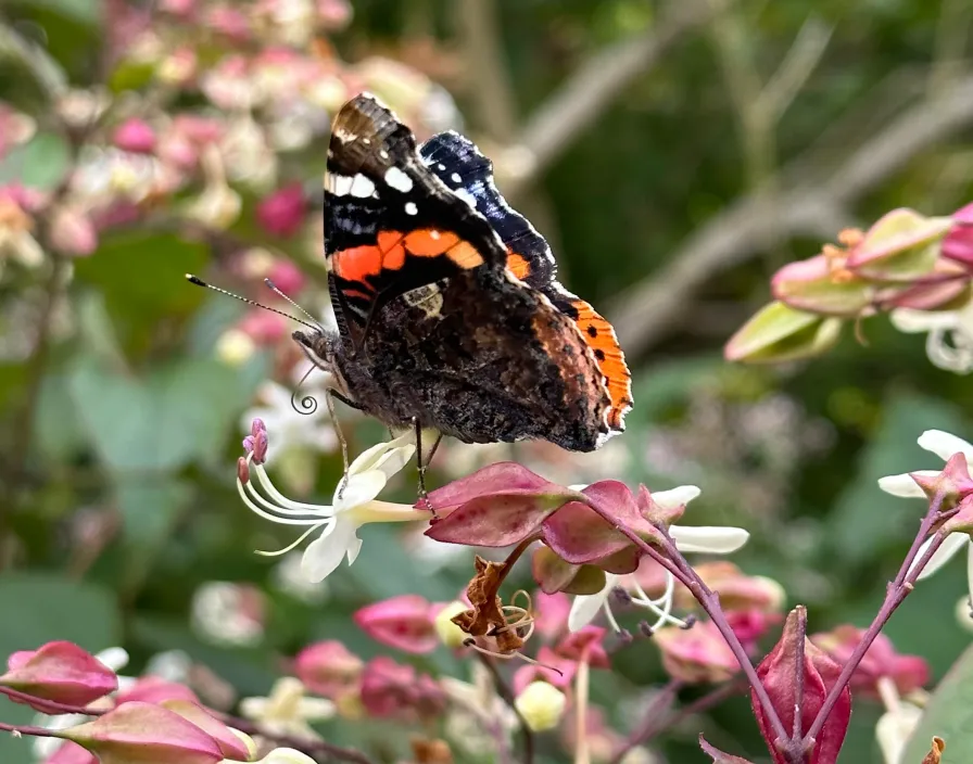 Close-up of a butterfly on flower of Clerodendron tree