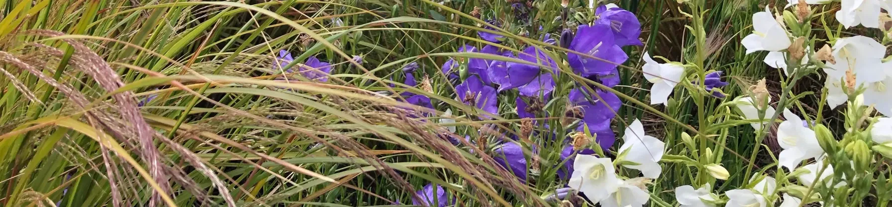 Garden border with Campanula and ornamental grasses