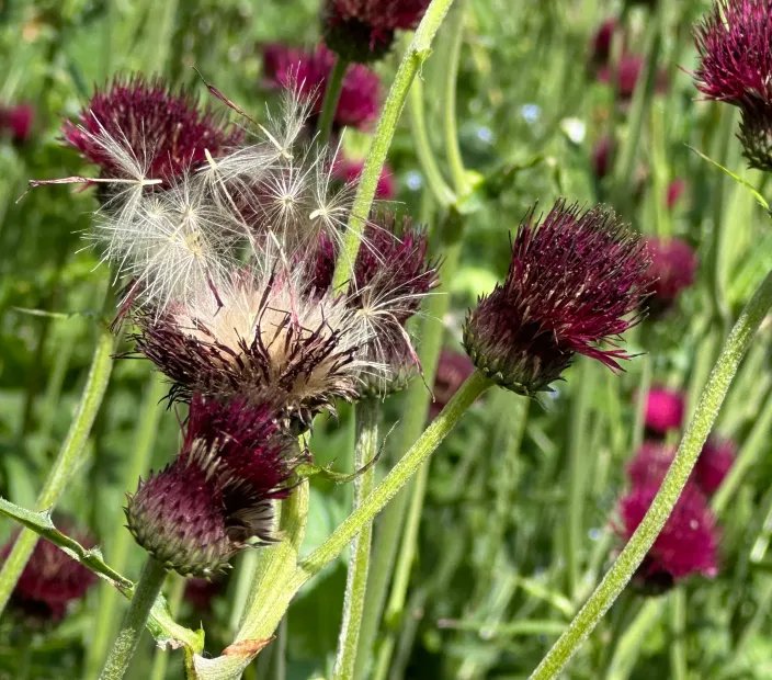 Close-up of Cirsium flower and seeds