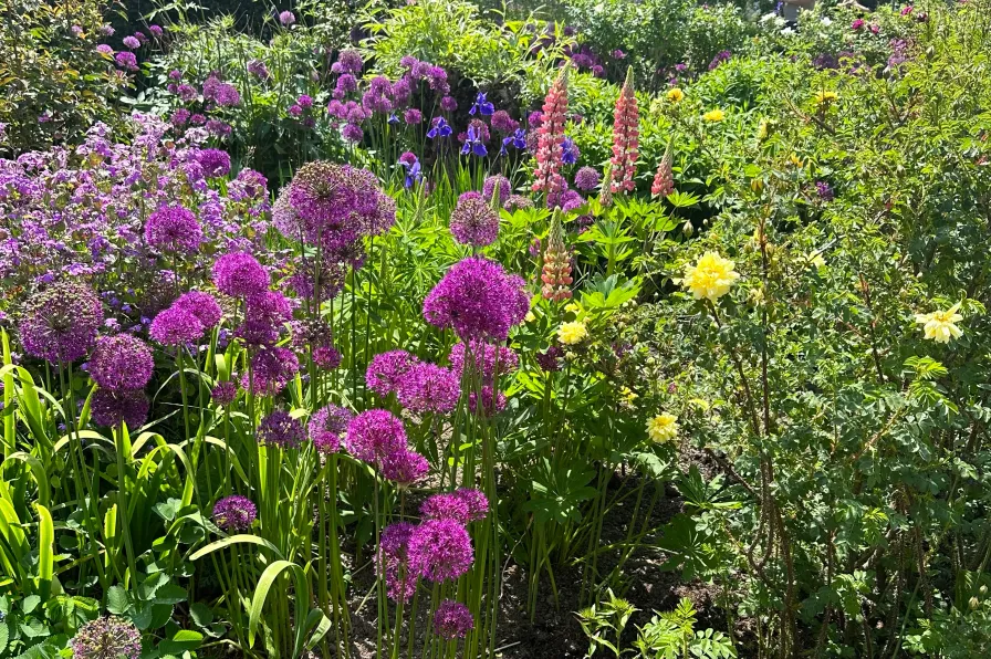 Garden border with Alliums and Lupins