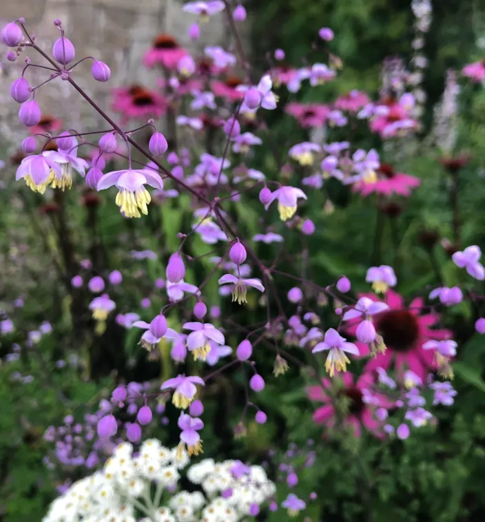 Close-up of Thalictrum flowers