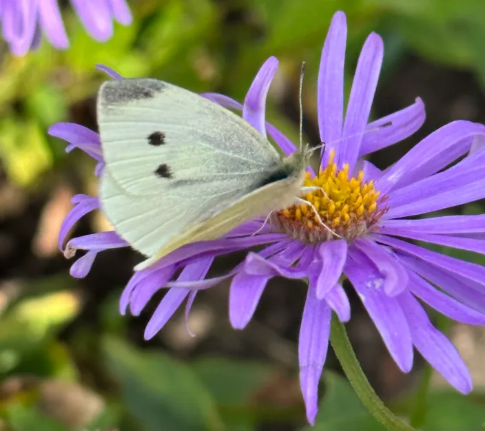 Butterfly on Aster flower