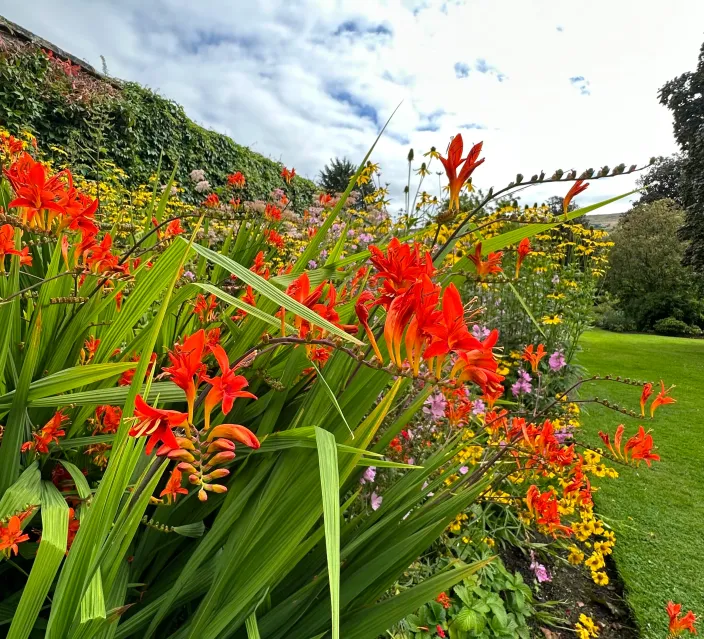 Vibrant garden border with red flowers including Crocosmia